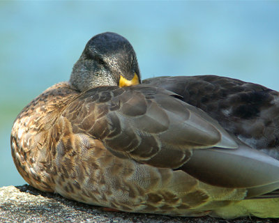 Mallards 07229 copy.jpg