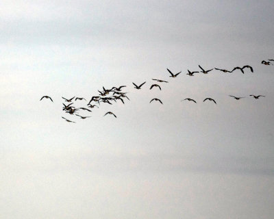 Canada Geese 01369 copy.jpg