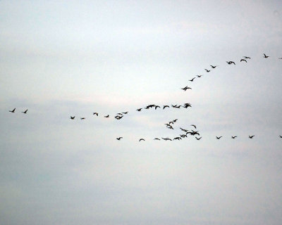 Canada Geese 01395 copy.jpg