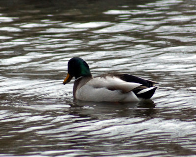 Mallards 07944 copy.jpg