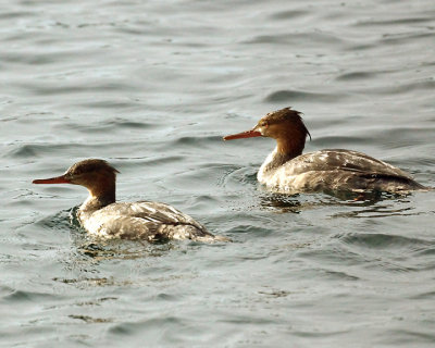 Red Breasted Merganser 08102 copy.jpg