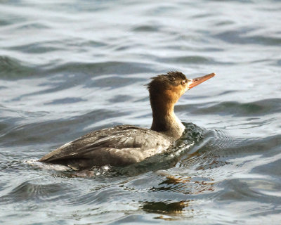 Red Breasted Merganser 08152 copy.jpg