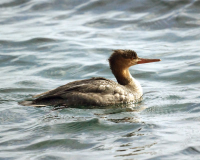 Red Breasted Merganser 08154 copy.jpg