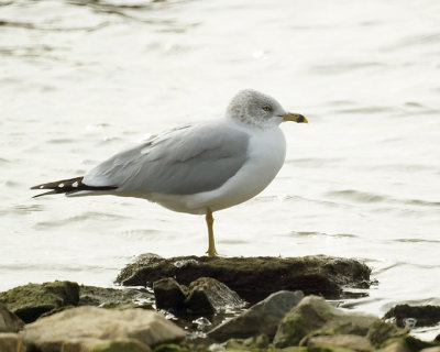 Ring Billed Gull 08050 copy.jpg