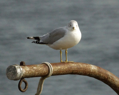 Ring Billed Gull 08138 copy.jpg