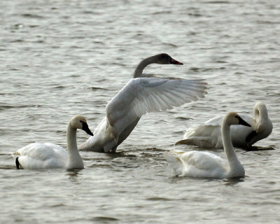 Swans 08039 copy.jpg