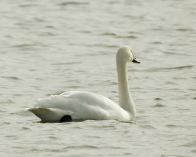 Swans 08054 copy.jpg