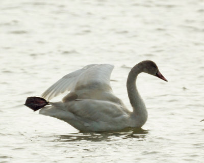 Swans 08058 copy.jpg