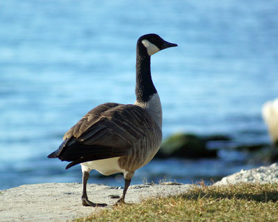 Canada Geese 00053 copy.jpg