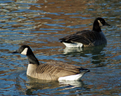 Canada Geese 09965 copy.jpg