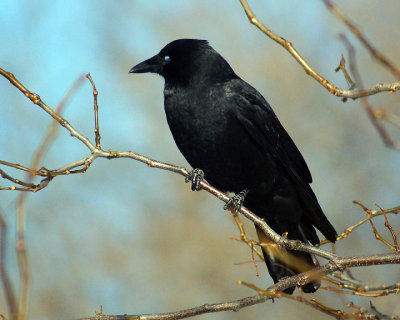 Crows 00077.jpg