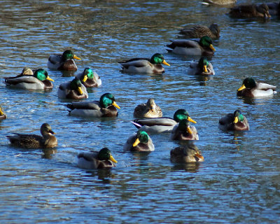 Mallards 00063 copy.jpg