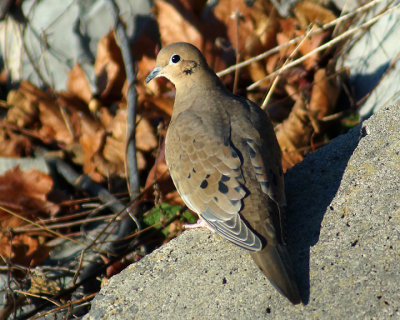 Mourning Dove 09974 copy.jpg