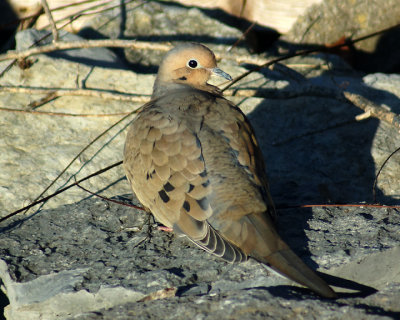 Mourning Dove 09977 copy.jpg