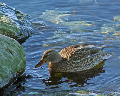 Mallards 03382 copy.jpg