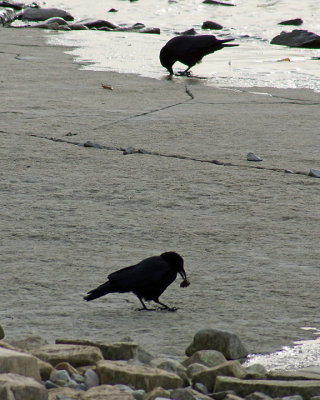 Crows 03495 copy.jpg