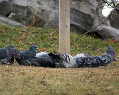 Rock Doves 03531 copy.jpg