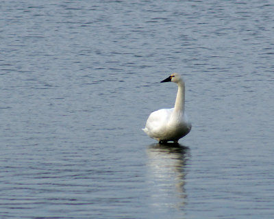 Swans 03467 copy.jpg