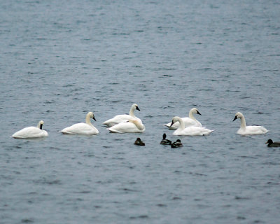 Swans 03564 copy.jpg