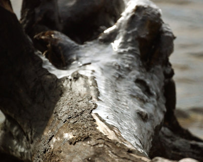 Ice Is Nice 08129 copy.jpg