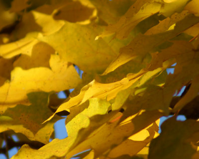 Leaf Peeping 06788 copy.jpg