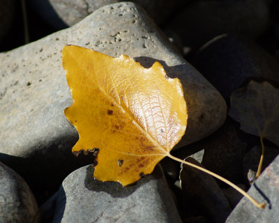 Leaf Peeping 07886 copy.jpg