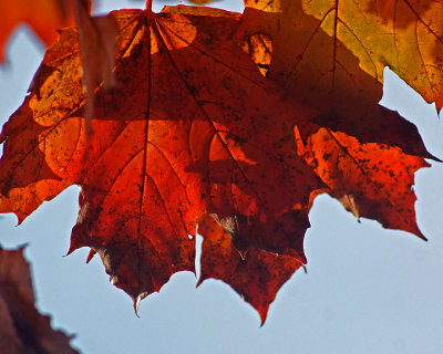 Leaf Peeping 07982 copy.jpg