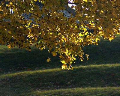 Leaf Peeping 08015 copy.jpg