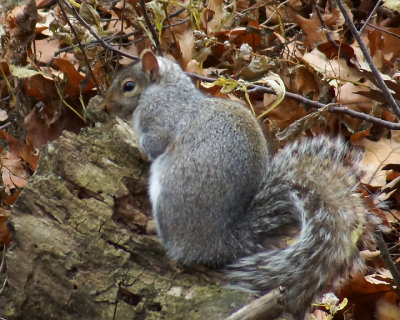 Grey Squirrel 07951 copy.jpg