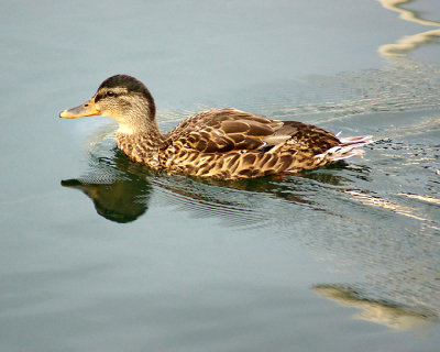 Mallards 02792 copy.jpg