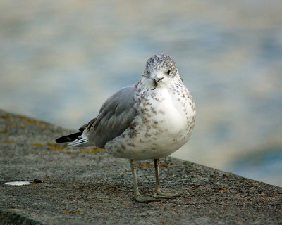 Ring Billed Gull 02812 copy.jpg