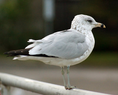 Ring Billed Gull 02836 copy.jpg