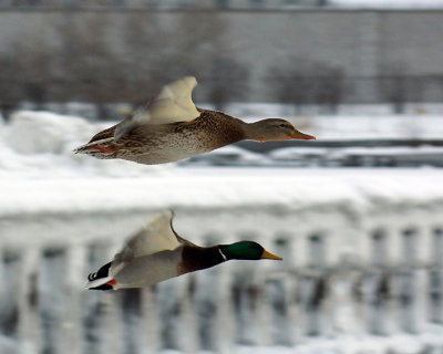 Mallards 06012 copy.jpg