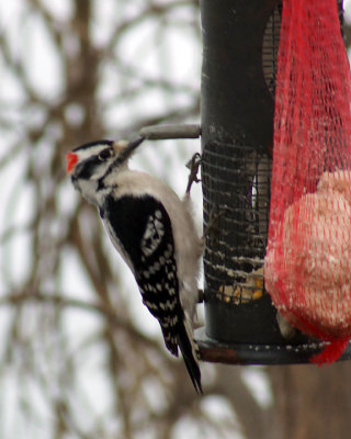 Downey Woodpecker 01397 copy.jpg