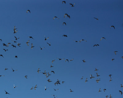 Mallards 06179 copy.jpg