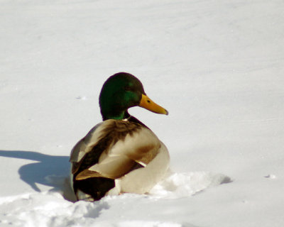 Mallards 06201 copy.jpg