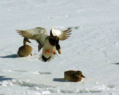 Mallards 06204 copy.jpg