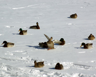 Mallards 06207 copy.jpg