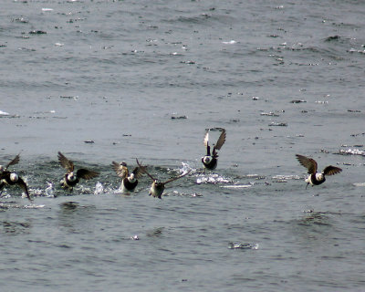 Long Tailed Ducks 01712 copy.jpg