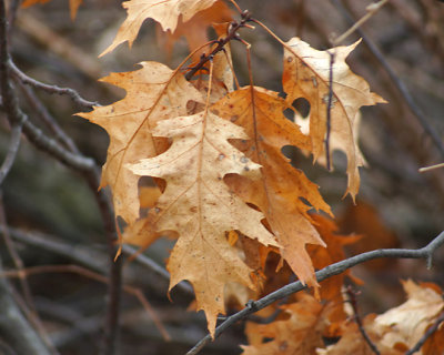 Leaf Peeping 01741 copy.jpg