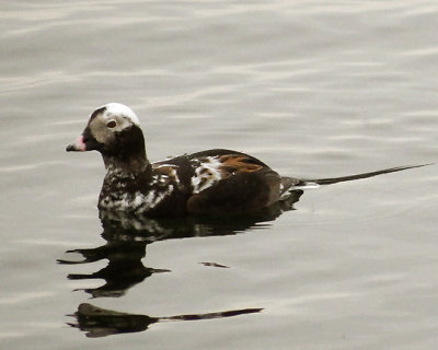 Long Tailed Duck 1029 copy.jpg