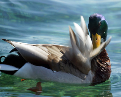 Mallards 01759 copy.jpg