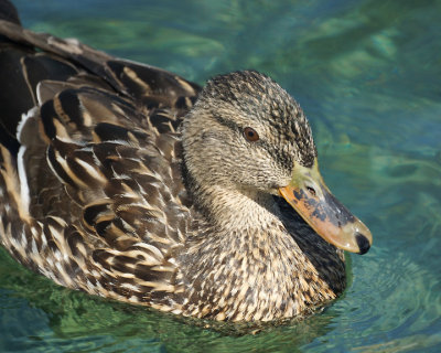 Mallards 01834 copy.jpg