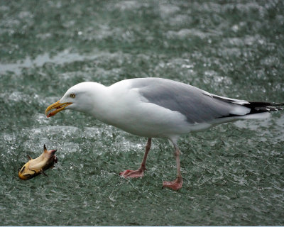 Herring Gull 01855 copy.jpg