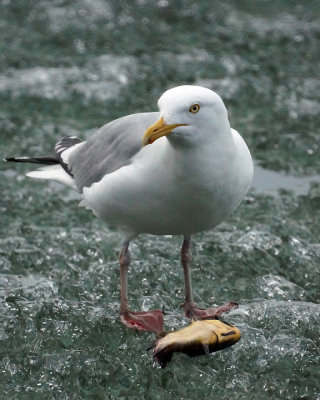 Herring Gull 01860 copy.jpg