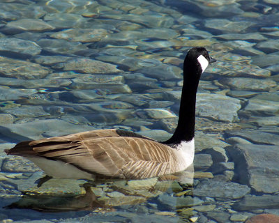 Canada Goose 01986 copy.jpg