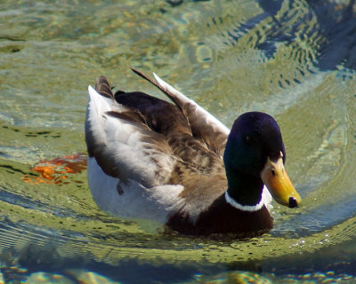Mallards 01975 copy.jpg