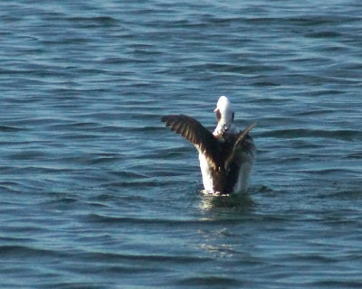 Long Tailed Duck 02026 copy.jpg