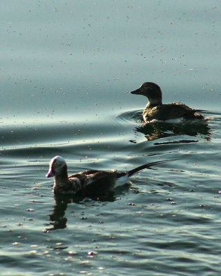 Long Tailed Duck 02112 copy.jpg
