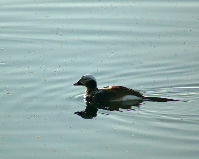 Long Tailed Duck 02118 copy.jpg